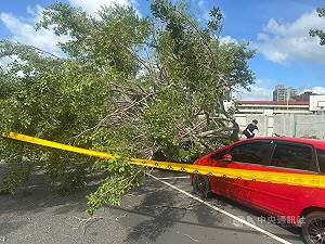 颱風楊柳來襲　新北三重路樹被吹倒波及路過騎士