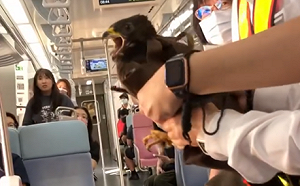 (影)野生老鷹搭便車！台鐵列車上演「抓鷹記」 可愛畫面引發熱議