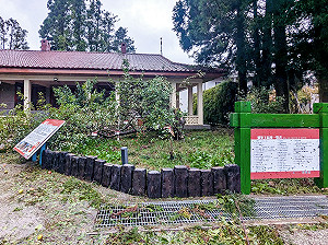 不敵楊柳颱風摧殘！福壽山「蘋果王駕崩」 2.3萬網友不捨送別