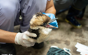 親子遊新亮點！台北動物園笑翠鳥寶寶出巢　雨林區呆萌亮相