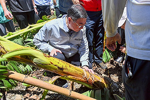 卓揆赴台東視察農產災情 楊柳颱風災損可認定：全力協助災後重建