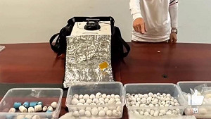 廣州白雲機場破獲離奇走私！男子企圖沖走240枚珍稀鸚鵡蛋遭識破