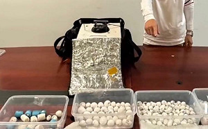 廣州白雲機場破獲離奇走私！男子企圖沖走240枚珍稀鸚鵡蛋遭識破