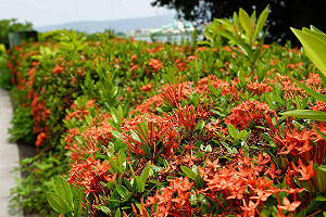 河濱公園輕旅行！「紅繡球」熱烈盛開   火紅花海拍不完