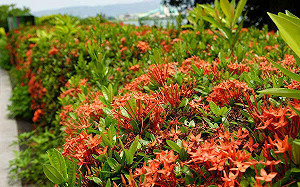 河濱公園輕旅行！「紅繡球」熱烈盛開   火紅花海拍不完