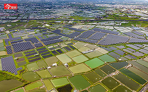 漁電共生為何變雙殺？養殖戶憤慨：規定說改就改…我們的努力一再被政府踐踏
