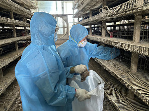 彰化鹿港1鵪鶉場驗出禽流感 撲殺逾10萬隻