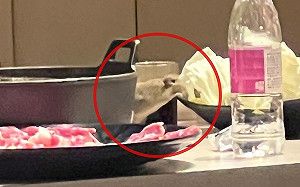 知名火鍋店竟有老鼠上桌吃菜 衛生局開罰！網友笑稱：大廚跑出來了