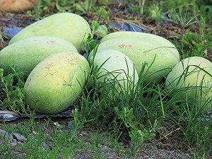 崩盤 瓜金變瓜土！