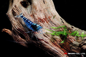 全球首例「水晶藍虎紋」只有這裡有！