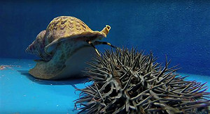 一物剋一物 澳洲繁殖海蝸牛救大堡礁