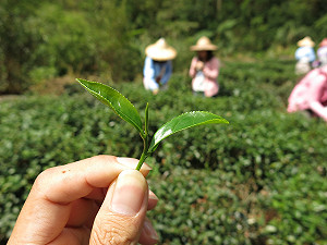 體驗茶文化 來坪林輕旅行眺望雪隧口