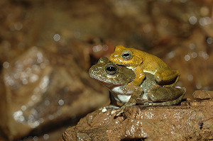 台灣新種！台師大研究團隊發現新種「太田樹蛙」