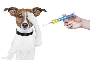 世界狂犬病日 別忘了替毛小孩打疫苗
