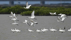 「國際明星鳥」黑面琵鷺「先頭部隊」現身七股