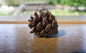 保育小旅行  毬果種子這樣使用才正確