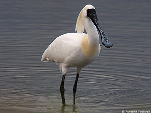 黑面琵鷺報到！快到鰲鼓濕地賞鳥去