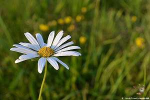 午後西部有局部雷雨 中部、雲嘉南空品差