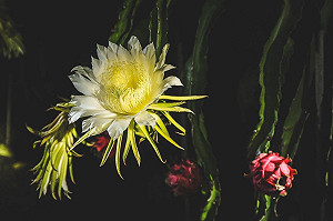 田園饗宴10月開跑 夜訪火龍果開花打頭陣