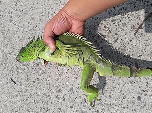 嘜擱來！嘉義縣綠鬣蜥暫停收購