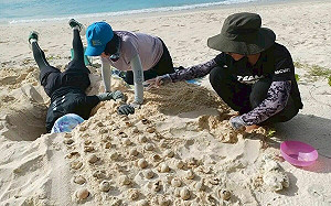 海龜產卵數創新高！海保署：正值「孵化高峰期」須減少人為干擾