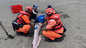 屏東車城驚見「瑞氏海豚」擱淺！傷勢過重搶救無效