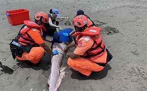 屏東車城驚見「瑞氏海豚」擱淺！傷勢過重搶救無效