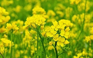 「這產品」被徵75.8%保證金! 列反傾銷 加拿大省長急了 趕赴中國溝通