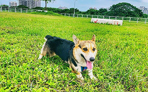 新北7大寵物公園安全又好玩！8月消費還能抽500元加菜金