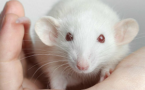 小心手指洩漏你的性能力! 日研究：看「這兩手指」可知勃起功能