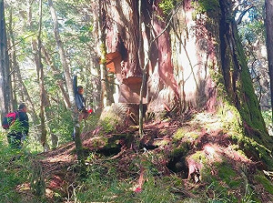 越南移工組盜伐集團　南投檢警緝獲起訴10人