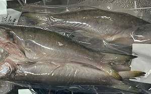 食藥署抽驗禽畜水產品 「午仔魚」檢出禁藥  業者挨罰3萬