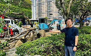 亂砍路樹還說謊  江肇國要建設局長陳大田下台