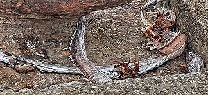 基隆漁港驚見「數十巨蜂啃腐肉」!網示警:別靠近 叮到掛急診