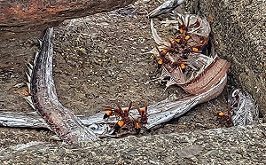 基隆漁港驚見「數十巨蜂啃腐肉」！網示警：別靠近 叮到掛急診