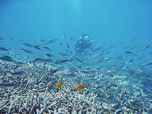 澎湖南方四島水域開放時間延長!海管處:10/12前可線上申請入園