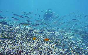 澎湖南方四島水域開放時間延長！海管處：10/12前可線上申請入園