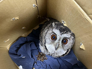 超萌稀客!野生貓頭鷹夜闖民宅 圓臉大眼可愛模樣曝光