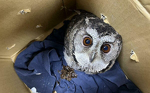 超萌稀客！野生貓頭鷹夜闖民宅 圓臉大眼可愛模樣曝光