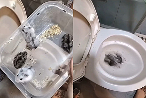 泰籍女子虐殺10隻倉鼠引公憤！警方證實身分已收容  將移送偵辦