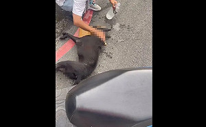 小黑狗遭機車拖行300公尺慘死！飼主聲稱沒注意被法辦
