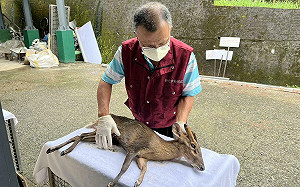 受傷山羌誤闖高爾夫球場！新北動保處緊急救援