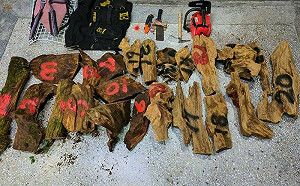 桃園山老鼠盜伐遭逮  警起獲台灣肖楠等珍貴林木94公斤