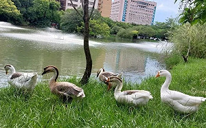 中興大學新生訓練出現「防鵝SOP」！引校友共鳴：被鵝追是必修課