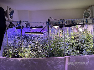 尼泊爾補教老師種大麻  士院判10年6月驅逐出境