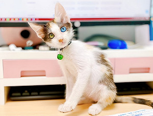 小貓戰勝貓瘟 康復過程中驚喜見「一藍一金」異色瞳