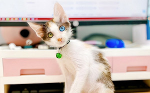 小貓戰勝貓瘟 康復過程中驚喜見「一藍一金」異色瞳