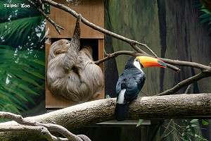 萌翻！大巨嘴鳥、二趾樹獺同居當室友 「佛系」互動曝光