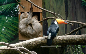 萌翻！大巨嘴鳥、二趾樹獺同居當室友 「佛系」互動曝光