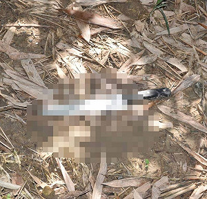 台中男子路旁遭刺身亡  警逮逾期居留菲律賓籍嫌